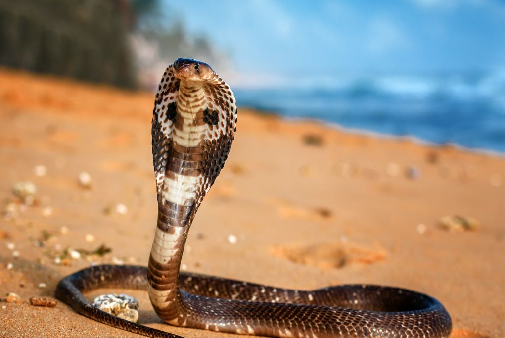 the king cobra