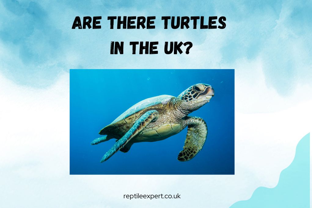 Are There Turtles in the UK