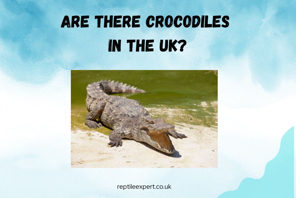 Are there crocodiles in the UK