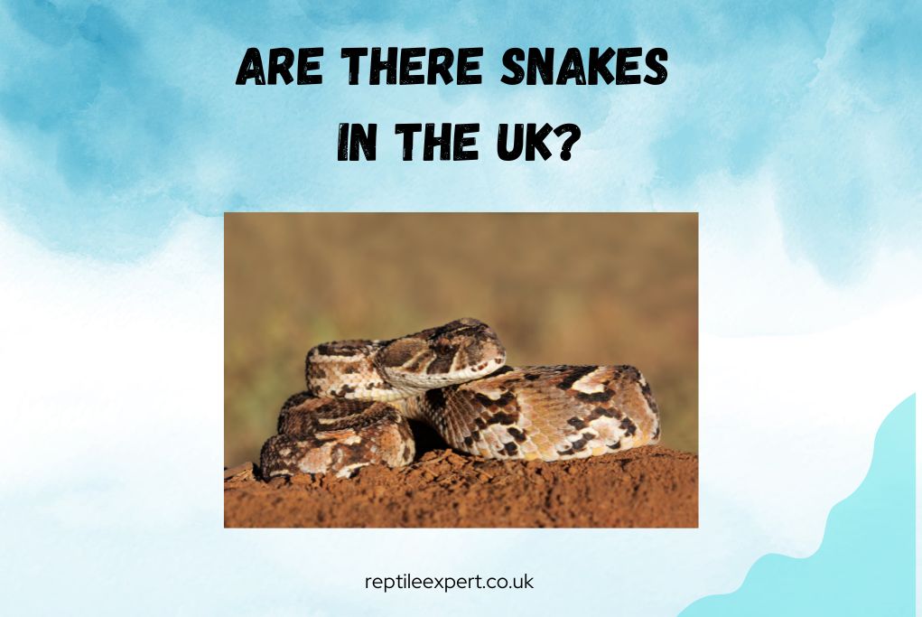 Are there snakes in the UK