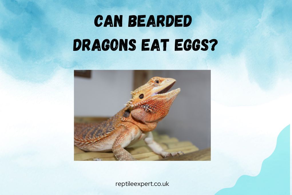 Can Bearded Dragons Eat Eggs