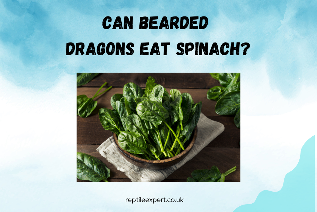 Can Bearded Dragons Eat Spinach