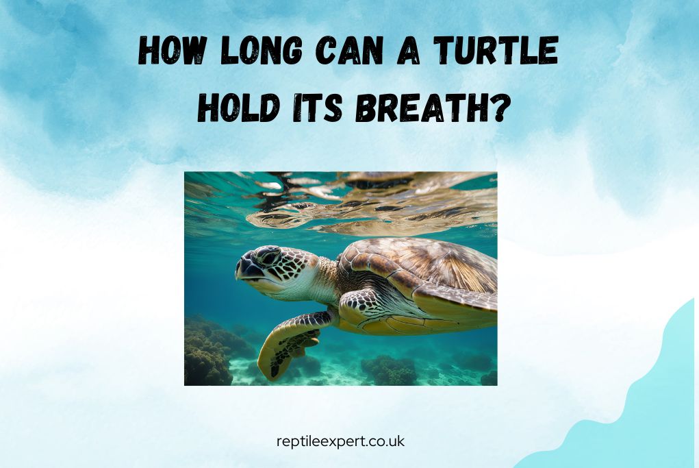 How long can a turtle hold its breath