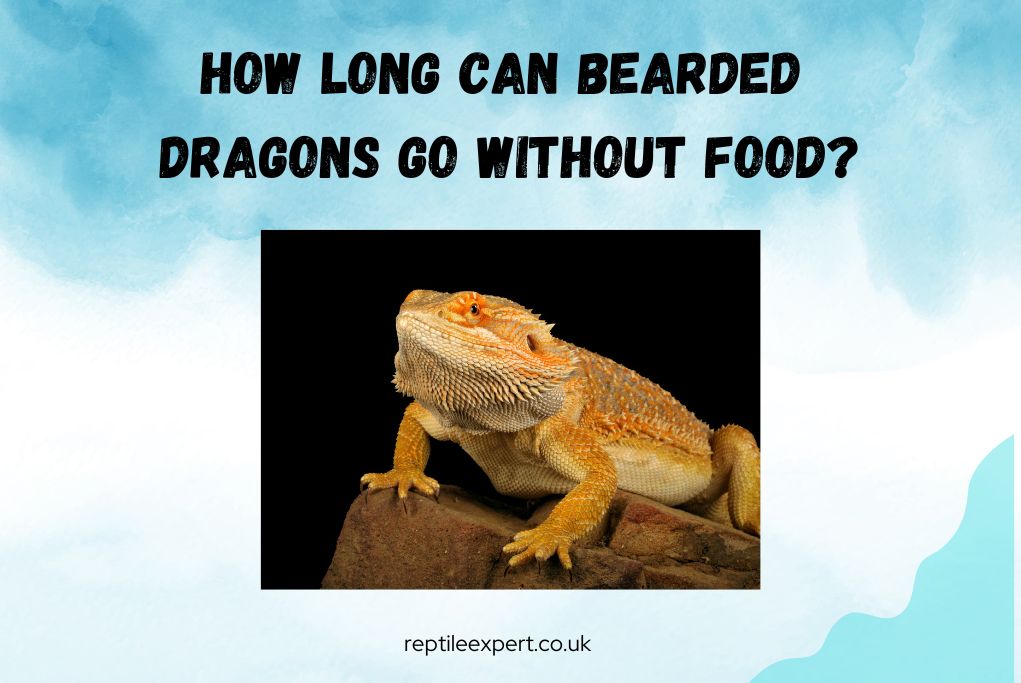 How long can bearded dragons go without food