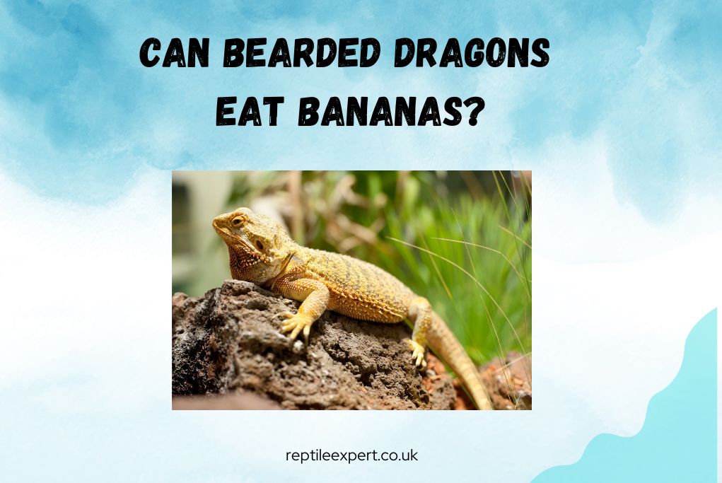 Can Bearded Dragons Eat Bananas