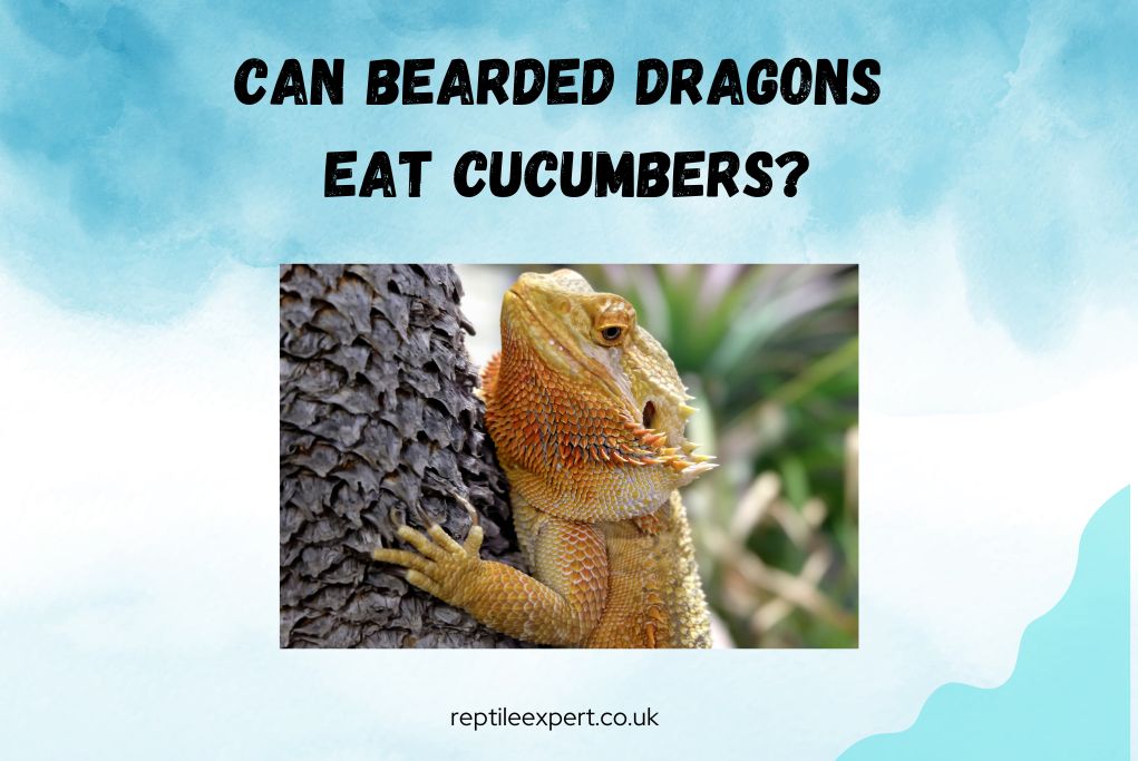 Can Bearded Dragons Eat Cucumbers