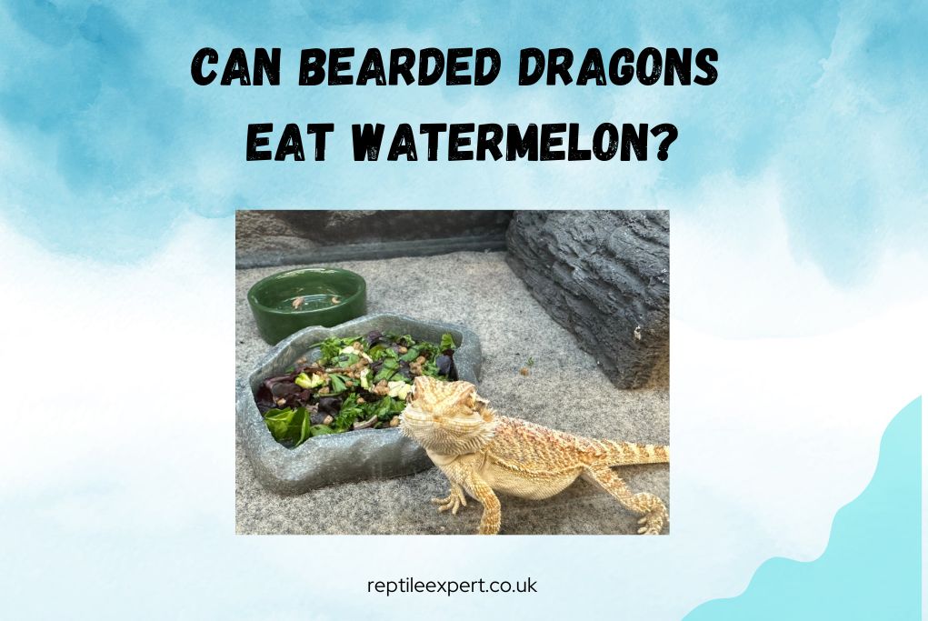 Can Bearded Dragons Eat Watermelon