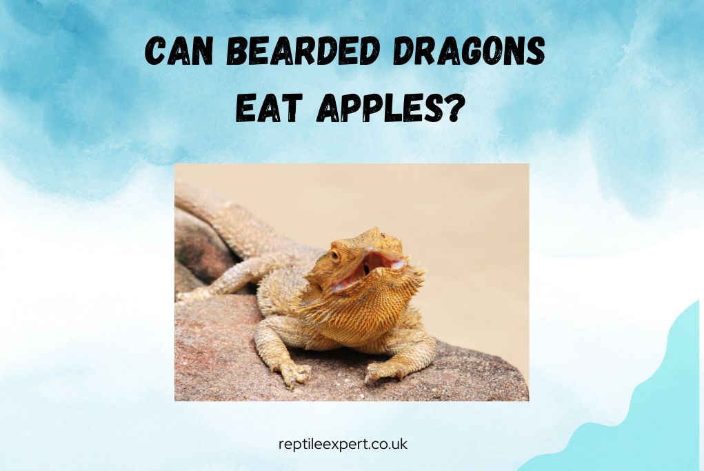 Can bearded dragons eat apples