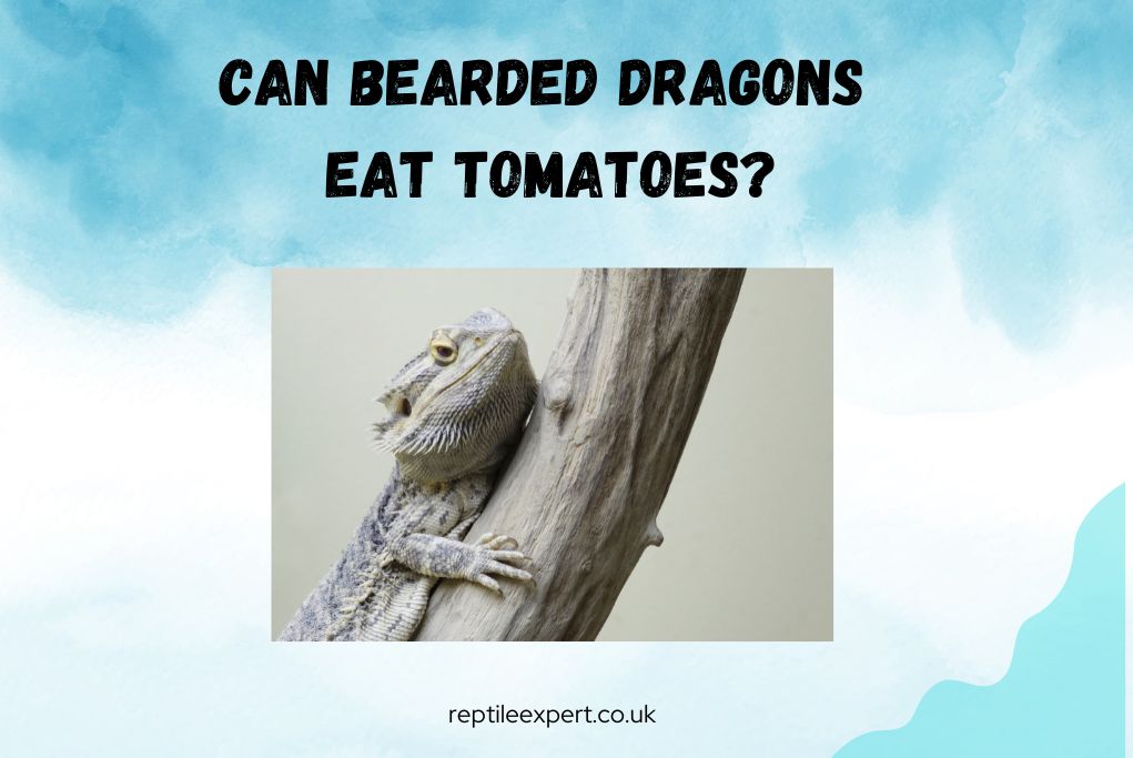 Can bearded dragons eat tomatoes