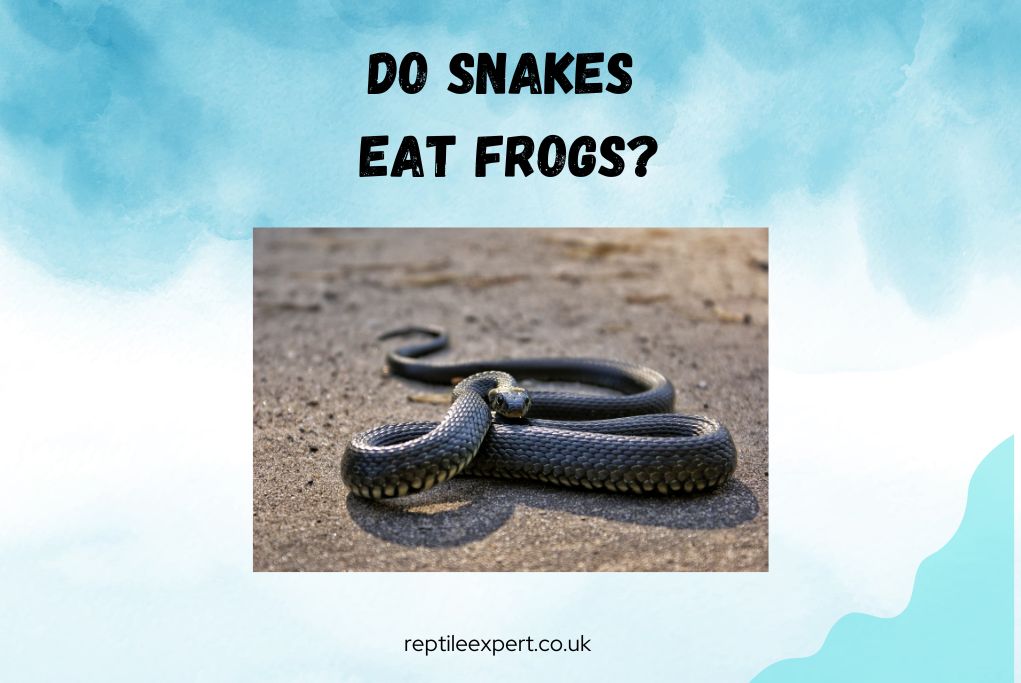 Do Snakes Eat Frogs