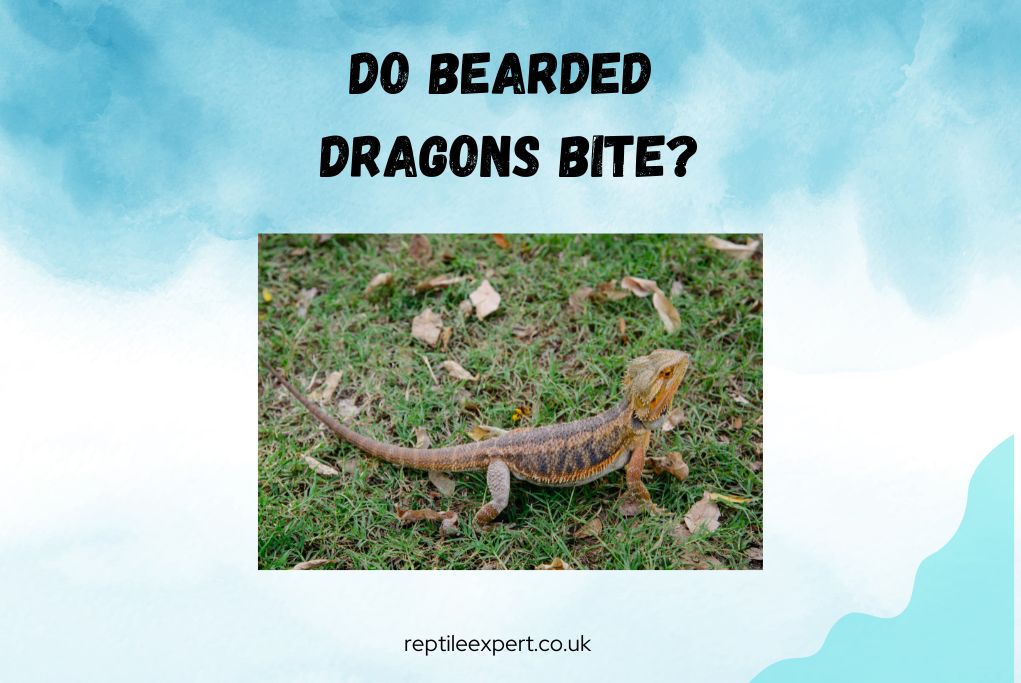 Do bearded dragons bite