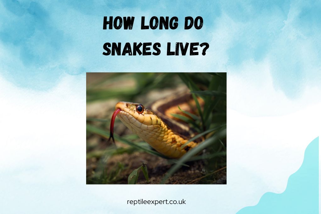 How Long Do Snakes Live