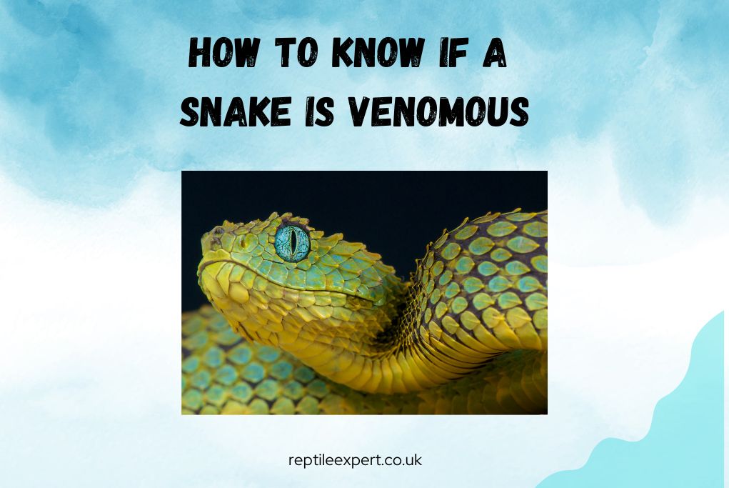 How to Know if a Snake is Venomous