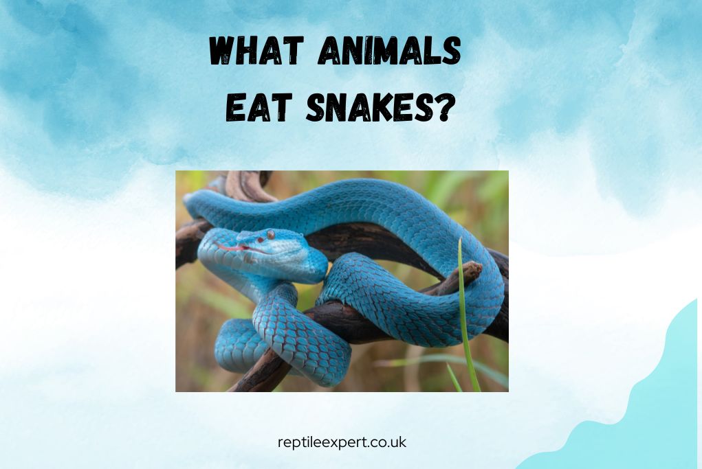 What animals eat snakes