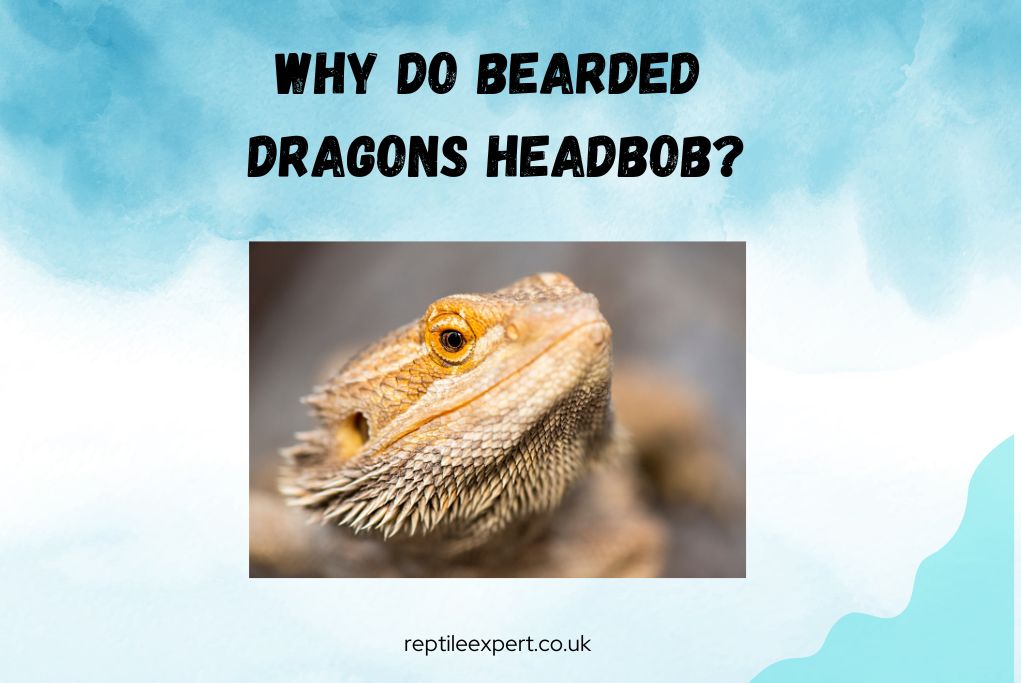 Why Do Bearded Dragons Headbob