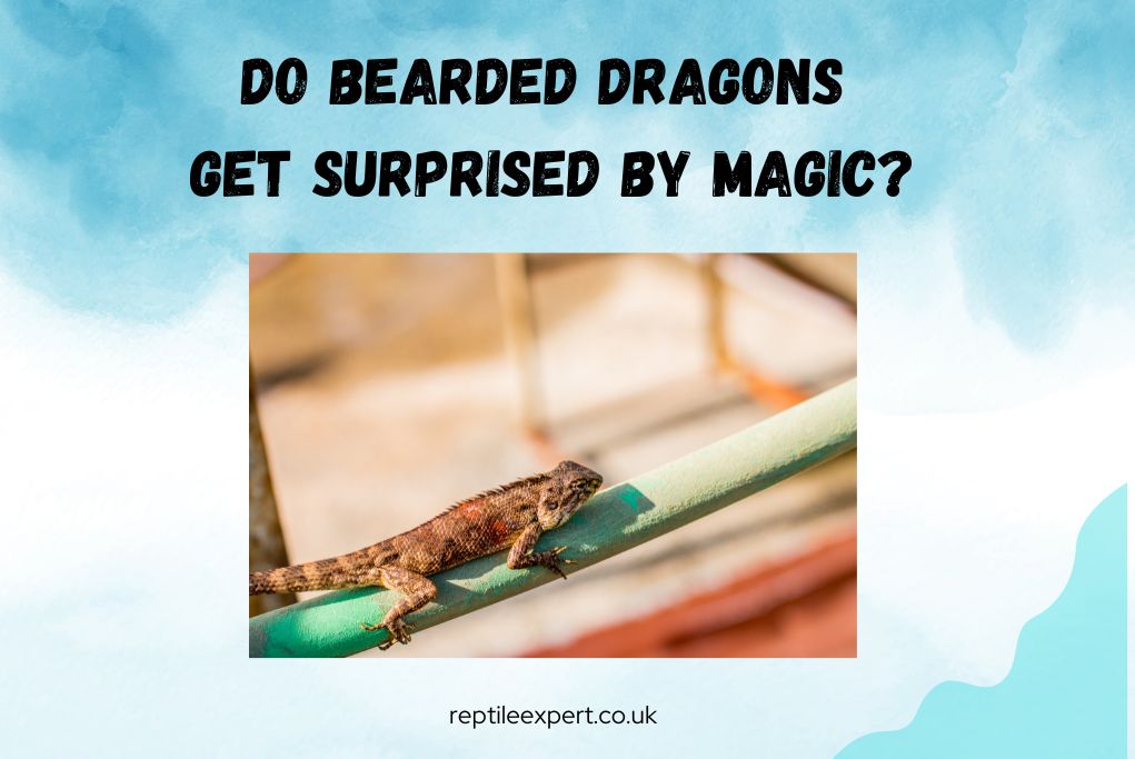 Do Bearded Dragons Get Surprised by Magic