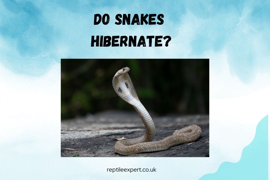 Do snakes hibernate